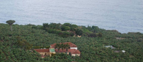 Plataneras en la costa de San Juan de La Rambla