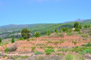 Cultivos en jable, Granadilla